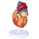 thumbnail image 1 of Modelo anatómico de corazón humano a escala 1:2 con 49 estructuras, 1 of 6