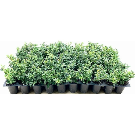 Soft Touch Compact Japanese Holly | 10 Live Plants | Ilex crenata | Low Maintenance Evergreen Shrub