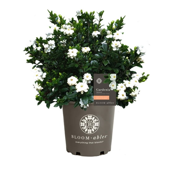 2.25 gal. Live Shrub Gardenia Buttons Condition with Part Sunlight