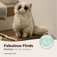 thumbnail image 4 of Bearington Collection Tasha Plus Himalayan Cat, Kitten 10.5 inch, Child, White., 4 of 7