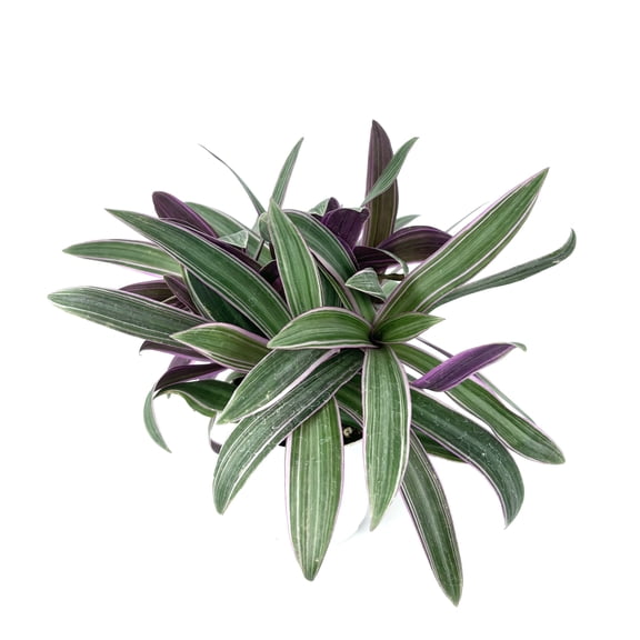 Tradescantia Spathacea Moses in a Cradle Houseplants, 4" Pot