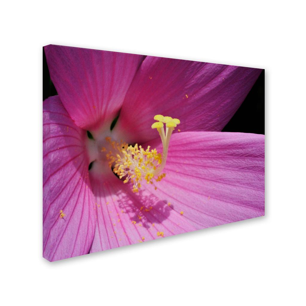 Trademark Fine Art "Inside a Pink Hibiscus" Canvas Wall Art by Kurt Shaffer