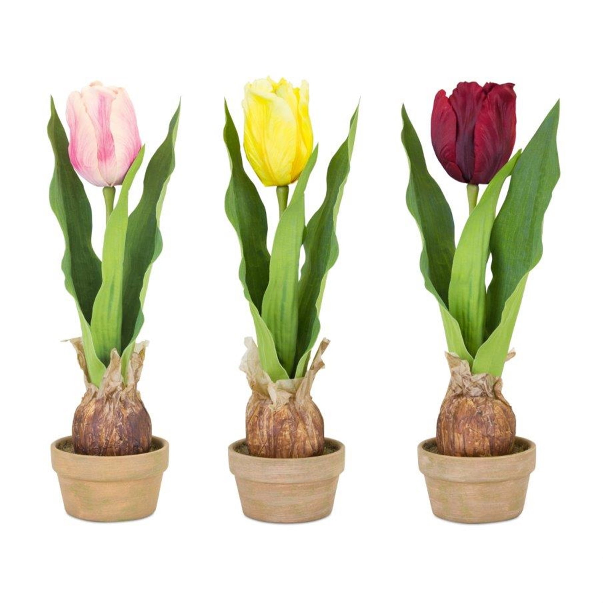 Potted Tulip Bulb (Set of 3) 5.5"L x 13.75"H Polyester/Ceramic