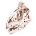 thumbnail image 1 of Fósil de de Cryolophosaurus de Resina de Cráneo de perfecl Modelo a escala 1/10, 1 of 7
