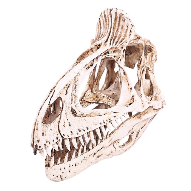 Fósil de de Cryolophosaurus de Resina de Cráneo de perfecl Modelo a escala 1/10