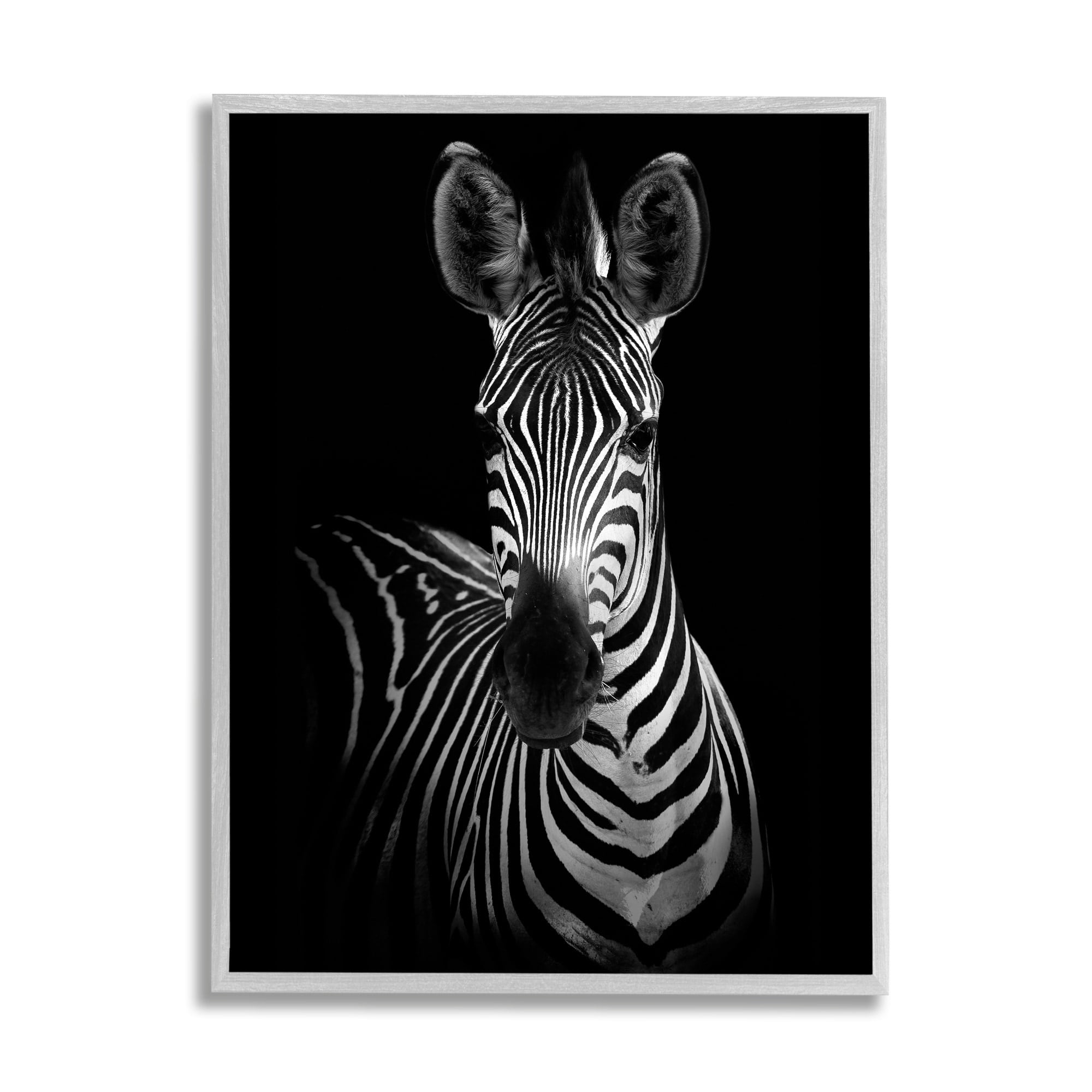 Stupell Industries Striking Greyscale Monochrome Zebra Photography Portrait , 11 x 14, Design by Incado