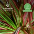 thumbnail image 2 of American Plant Exchange Dracaena Marginata Colorama Madagascar Dragon Tree Live Plant, 6" Pot, Indoor/Outdoor Air Purifier, 2 of 7