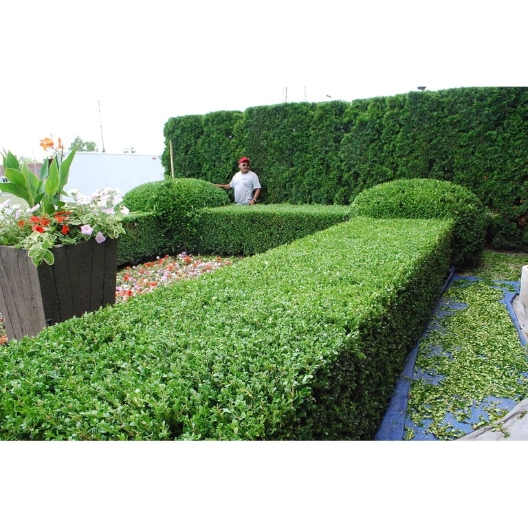Japanese Boxwood - 50 Live Plants - 2