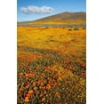 thumbnail image 2 of Zimmerman, Judith 23x32 Black Ornate Wood Framed with Double Matting Museum Art Print Titled - California Fields of California Poppy-Goldfields with clouds-Antelope Valley, 2 of 4