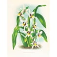 thumbnail image 3 of Jean Jules Linden 19x24 Black Modern Framed Museum Art Print Titled - Odontoglossum Maxillare (1885-1906), 3 of 5