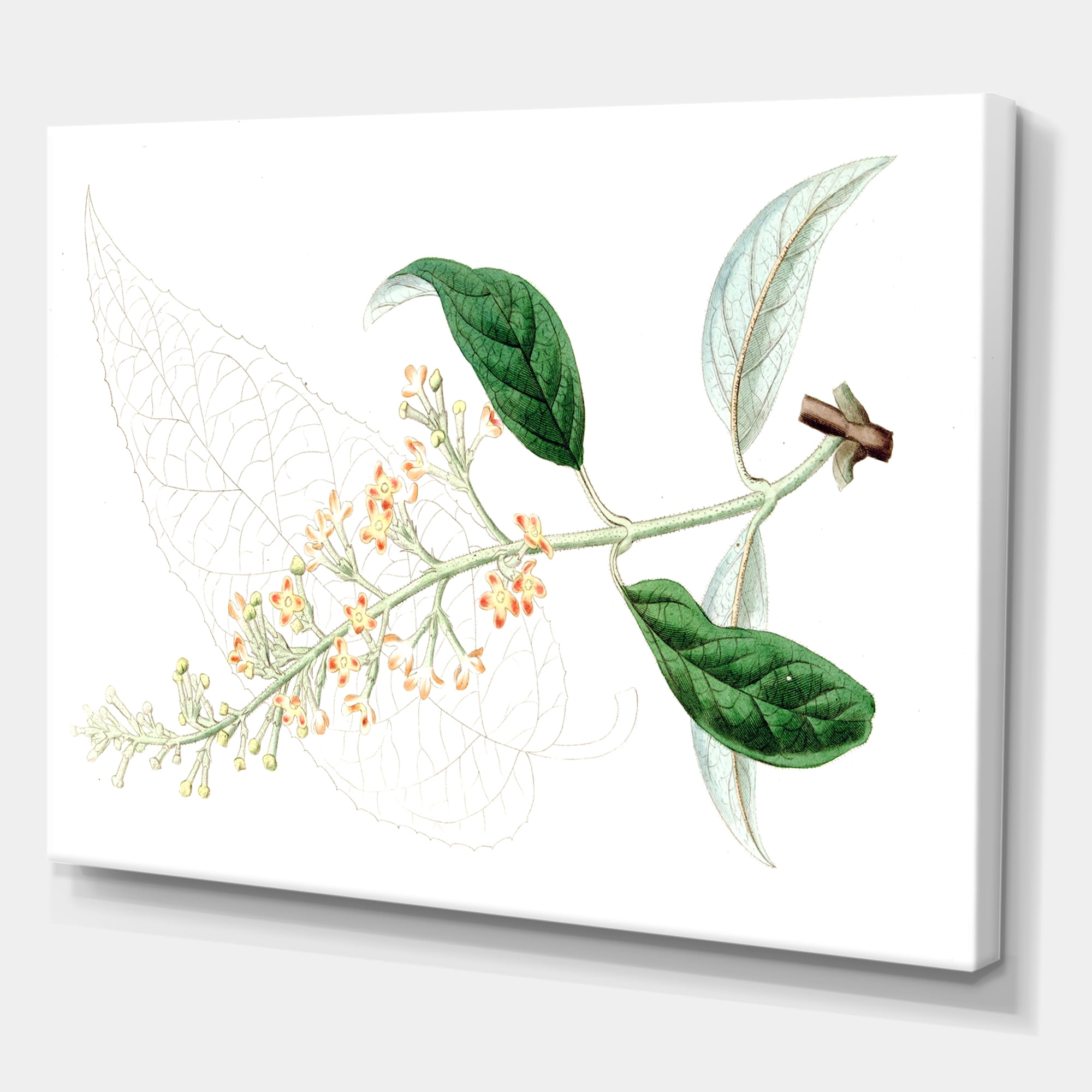 Designart ' Ancient Plant Life XXVII ' Traditional Canvas Wall Art Print