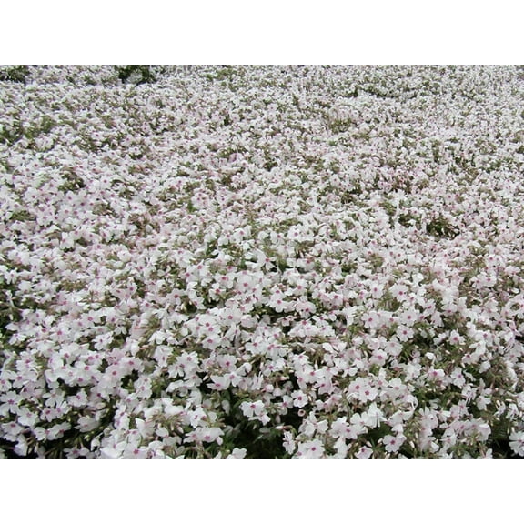 50 Creeping Moss Phlox Seeds
