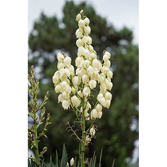 Yucca Seeds (Yucca filamentosa) 50 Seeds (0.5 Grams)