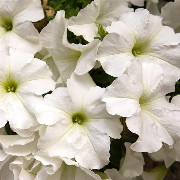 Pelleted Petunia Dreams Series White Seed ~25 Seeds – Petunia x hybrida – 10–15" Mounding Annual – Full Sun – Grandiflora Blooms – Hanging Basket & Planter Favorite – Non-GMO