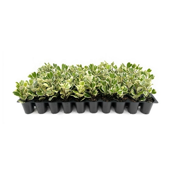 Ficus Triangularis | 1 Live Plants | Ficus Triangularis | Indoor Houseplant | Live Evergreen Tree | Low Maintenance | Air Purifying | Unique Leaf Shape | Home or Office Decor