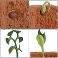 thumbnail image 4 of Simulación del ciclo de vida de una planta de frijol verde, modelo de ciclo de crecimiento, colección de figuras de acción, juguetes educativos de ciencia para niños, 4 of 5