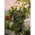 thumbnail image 4 of 6 inch pot -Premium Goldfish Plant,(Nematanthus ‘Shady Lady Marlene) super green shiny color, Indoor outdoor - Get similar to the picture, 4 of 7