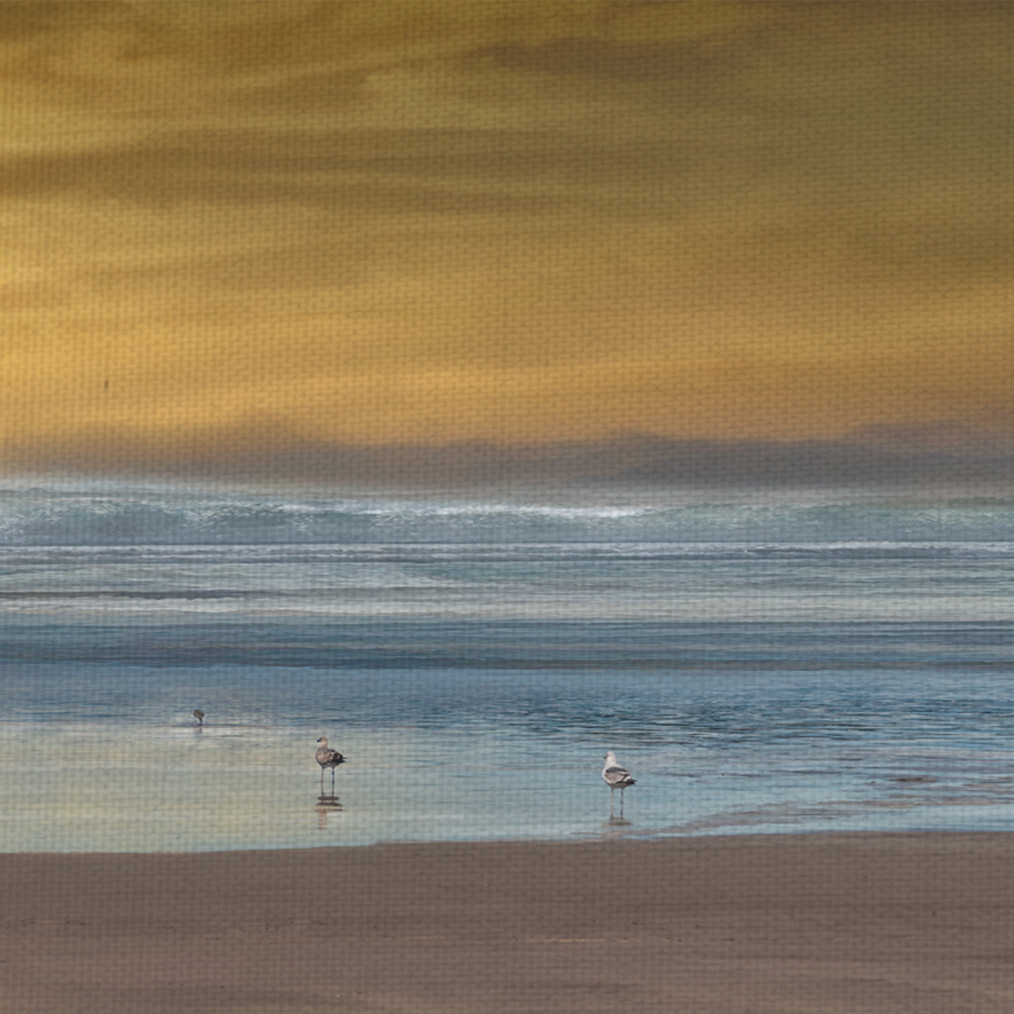 Masterpiece Art Gallery Wading Ocean Birds By Mike Caliscibetta Canvas Art Print 16" x 48"