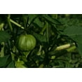 thumbnail image 5 of Grande Rio Verde Tomatillo Seeds/Perennial/Full Sun/13K Seeds 1 oz/ Zellajake Farm and Garden - B269, 5 of 5