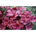 thumbnail image 3 of 3 Berry Smoothie Heuchera in 3 inch Size Plugs/Coral Bells—Plugs removed from tray, and stretch wrapped for transit, 3 of 3