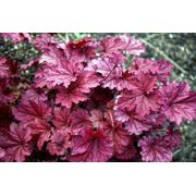 3 Berry Smoothie Heuchera in 3 inch Size Plugs/Coral Bells—Plugs removed from tray, and stretch wrapped for transit