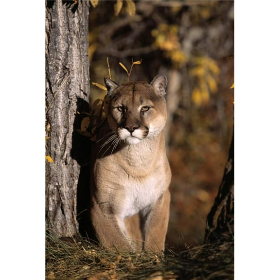 Mountain Lion Poster Print