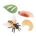 thumbnail image 4 of Figuras de animales Sunnimix Juego de crecimiento de insectos para niños, 4 of 8