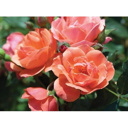 Knock Out Coral Rose Plant - 2 Gallon (Taekwondo Best Knock Out)
