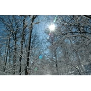 Peel-n-Stick Poster of Outdoor Snow Sun Woods Winter Frozen Trees Cold Poster 24x16 Adhesive Sticker Poster Print