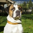 thumbnail image 2 of YSTINNG Reflective Dog Collar,Soft Neoprene Padded Breathable Nylon Pet Collar Adjustable for Large Dogs,Khaki,L YD72-034, 2 of 9