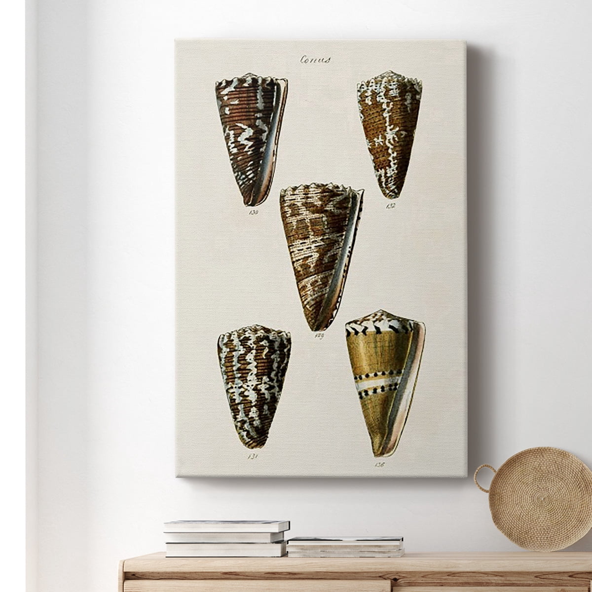 Cone Shell Collection V Premium Gallery Wrapped Canvas - Ready to Hang