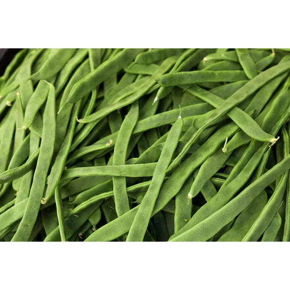 Romano Pole Bean Seeds for Planting (20 Seeds) - Qing Bian Beans