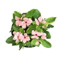 thumbnail image 4 of Expert Gardener Pink Vinca Live Plant|2.5 QT Grow Pot| Full Sun to Partial Shade, 4 of 9