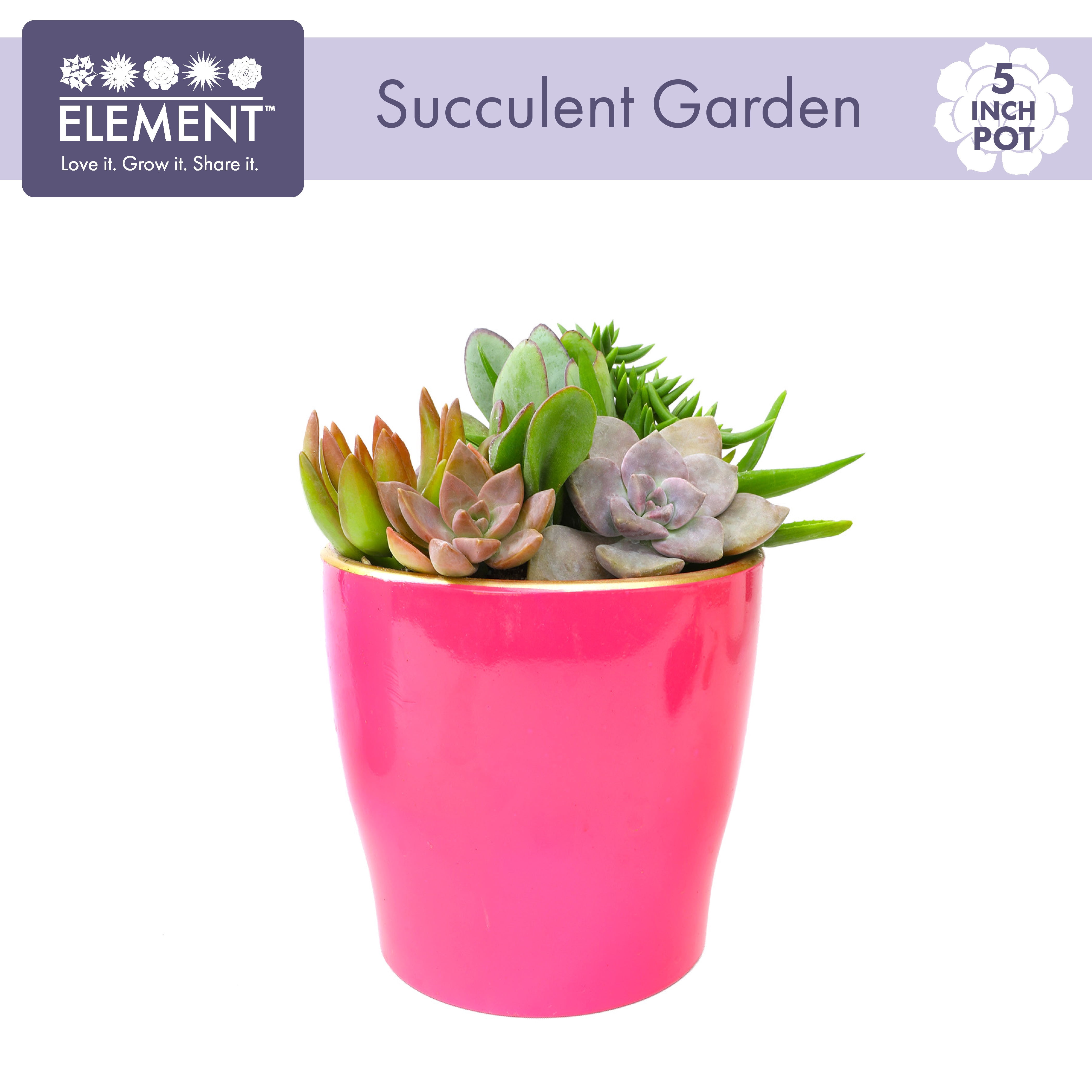 Element by Altman Plants 5IN Pink Clay Live Succulent Garden