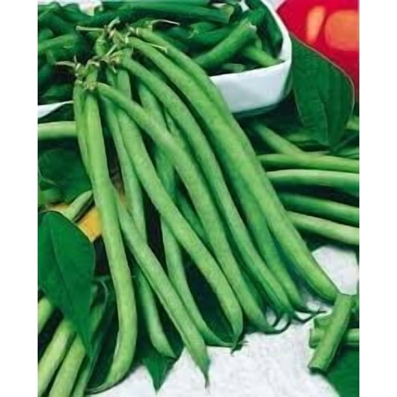 GSDWIUEW Biologique, 100+ Graines de Haricot Buisson Bleu de Lac Variété, Graines de Haricot Vert pour Jardinage de Légumes, Toutes les Graines Patrimoniales