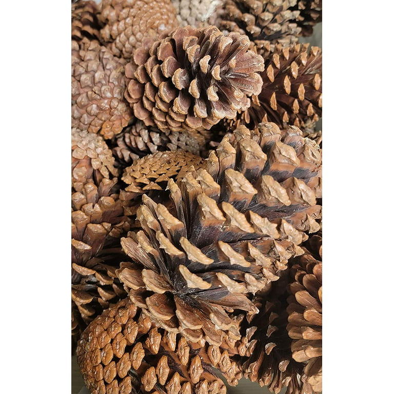 Raw Earth Colors Unscented Pine Cones Large for Crafts - 12 Pinecones Bulk  - Natural Ponderosa Pine Cone!