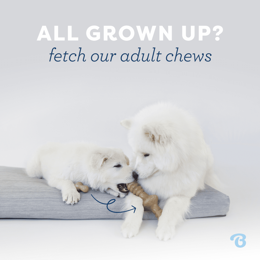 Benebone Puppy 4-Pack Dog Chew Toys, 30lbs and Under, for Modest Chewers, All Breed Sizes