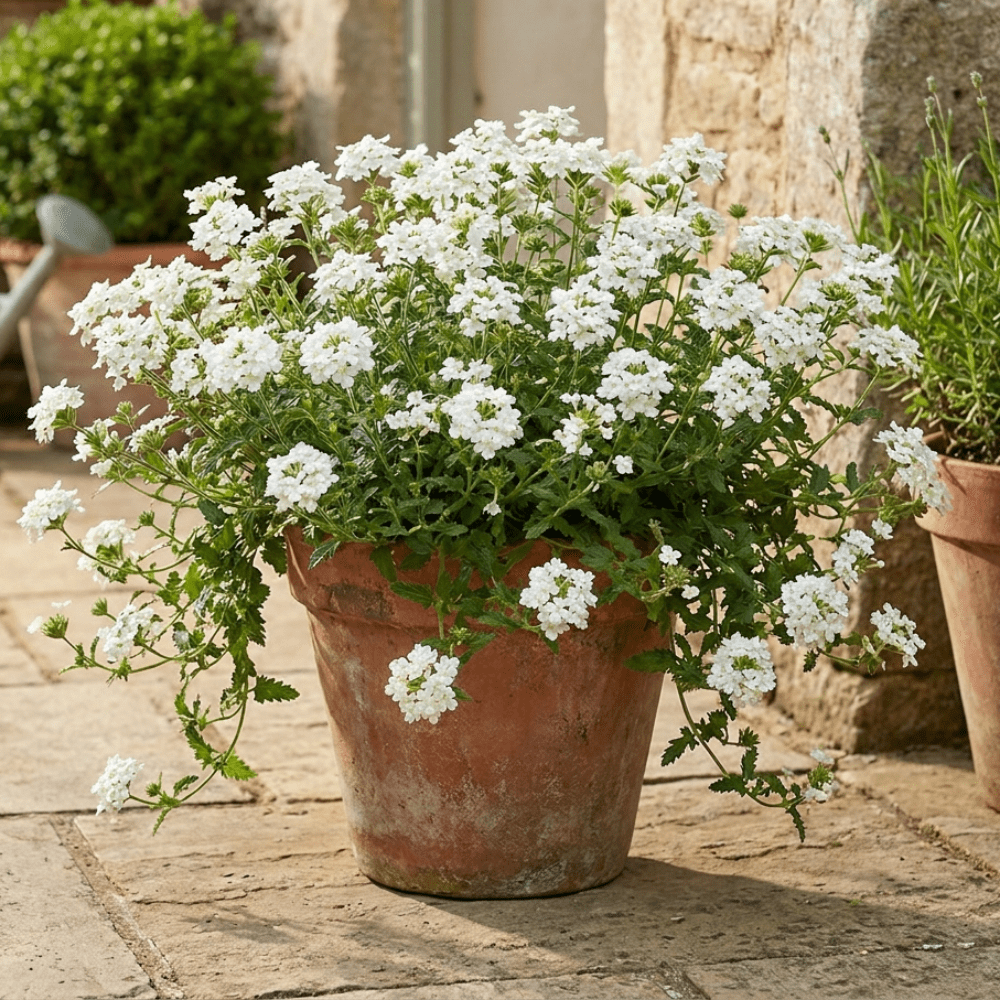 Set of 2 Mix Verbena Plants Live, 4-6 Inches Tall in 4 Inch Pots, Verbena Flower Plants, Vibrant Color Red and White Blooms for Indoor Outdoor Growing