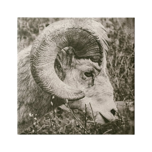 Stupell Industries Ram Horn Portrait Animals & Insects Photography Gallery Wrapped Canvas Print Wall Art, 17 x 17