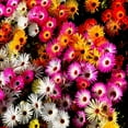 thumbnail image 2 of Ice Plant Livingstone Daisy Drought Tolerant Ice Plant Ground Cover Plant Seed - 10000 Seeds, 2 of 4