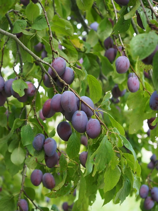 Plum Tree Fruit Plums Violet Food Blue Healthy12 Inch By 18 Inch