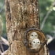 thumbnail image 4 of Resina búho árbol Hugger Zulema miniescultura, 4 of 5