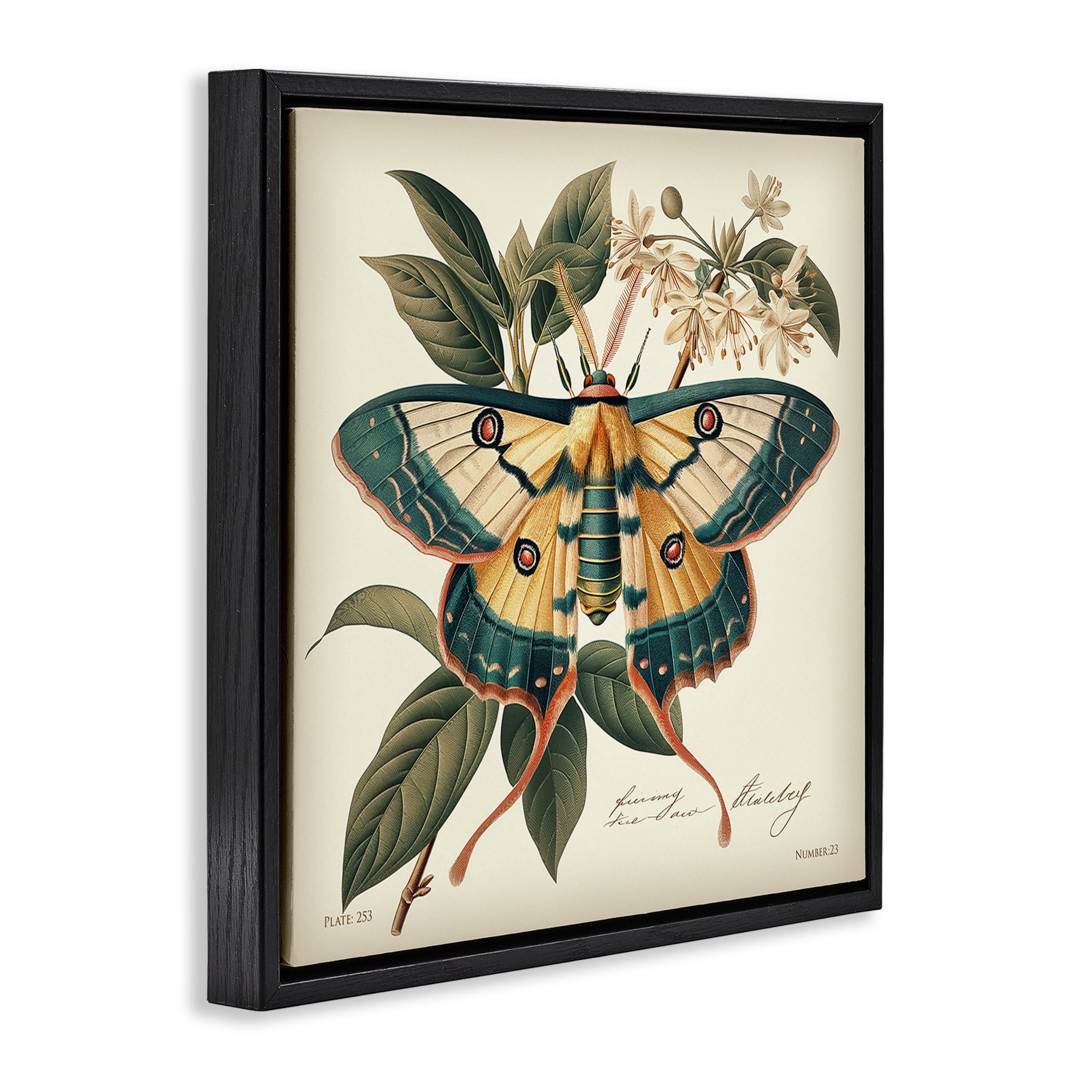 Stupell Industries Vintage Moth & Plant Study Animals Painting Black Floater Framed Canvas Art Print Wall Art, 18 x 18