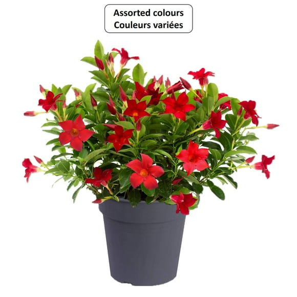Rio #8 Dipladenia Flowering Annual Plant, Assorted Colours & Varieties, Outdoor Live Plants for Home Garden