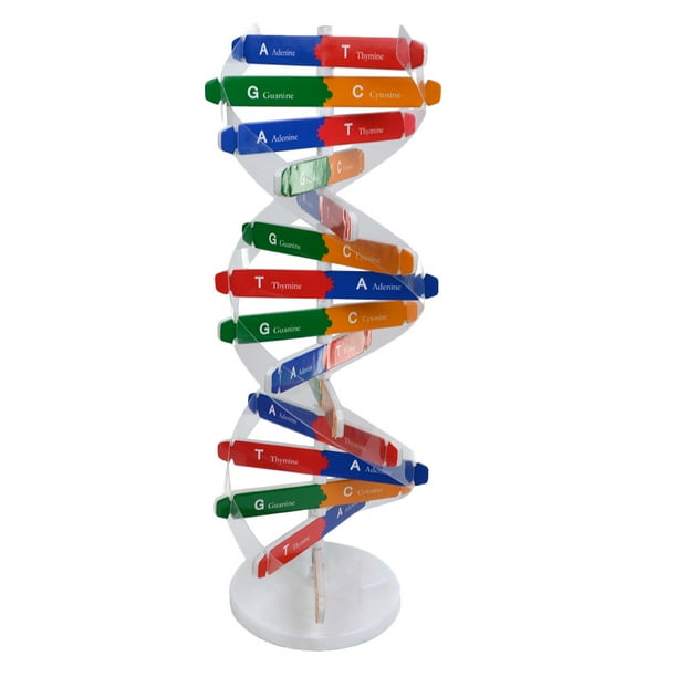 1 Juego de modelo de genes humanos, modelo de ADN, juguete científico para armar y construir para niños