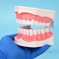 thumbnail image 5 of Modelo dental BRILLAR de cuidado bucal 15 CM Rojo Verde, 5 of 5