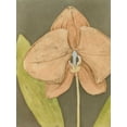 thumbnail image 2 of Meagher, Megan 19x24 Gold Ornate Wood Framed with Double Matting Museum Art Print Titled - Orchid and Earth IV, 2 of 4