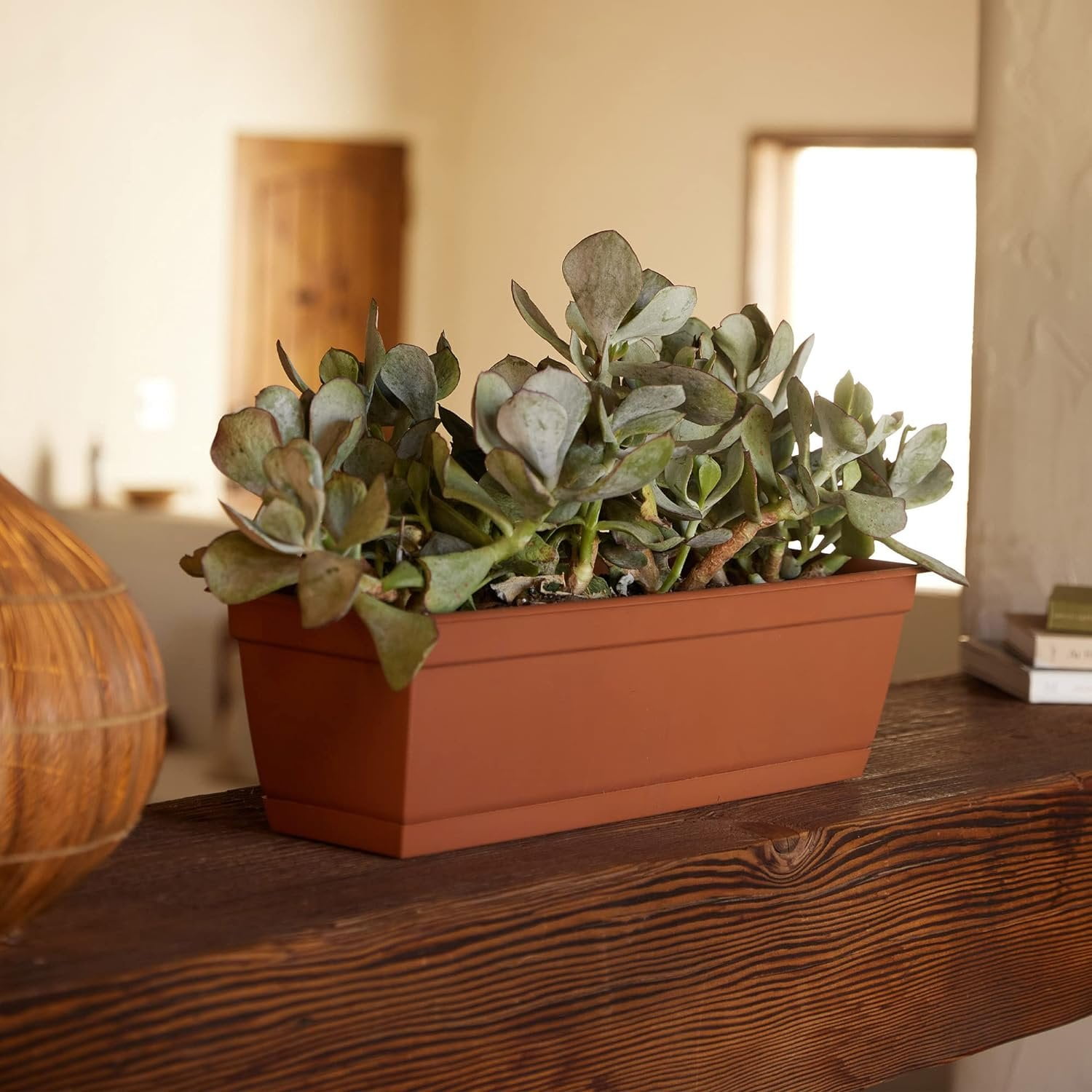 Bloem Dura Cotta 24" Terracotta Window Box Planter with Removable Tray