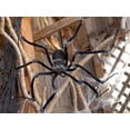 thumbnail image 2 of Morris Costumes - Poseable Hairy Joints Black Wolf Spider Halloween Decoration 55" - One Size, 2 of 2