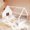 White, variant on White Full Size House Bed With Wood Fence, Window - Resting Area Fence And Bedroom Feature For Use
